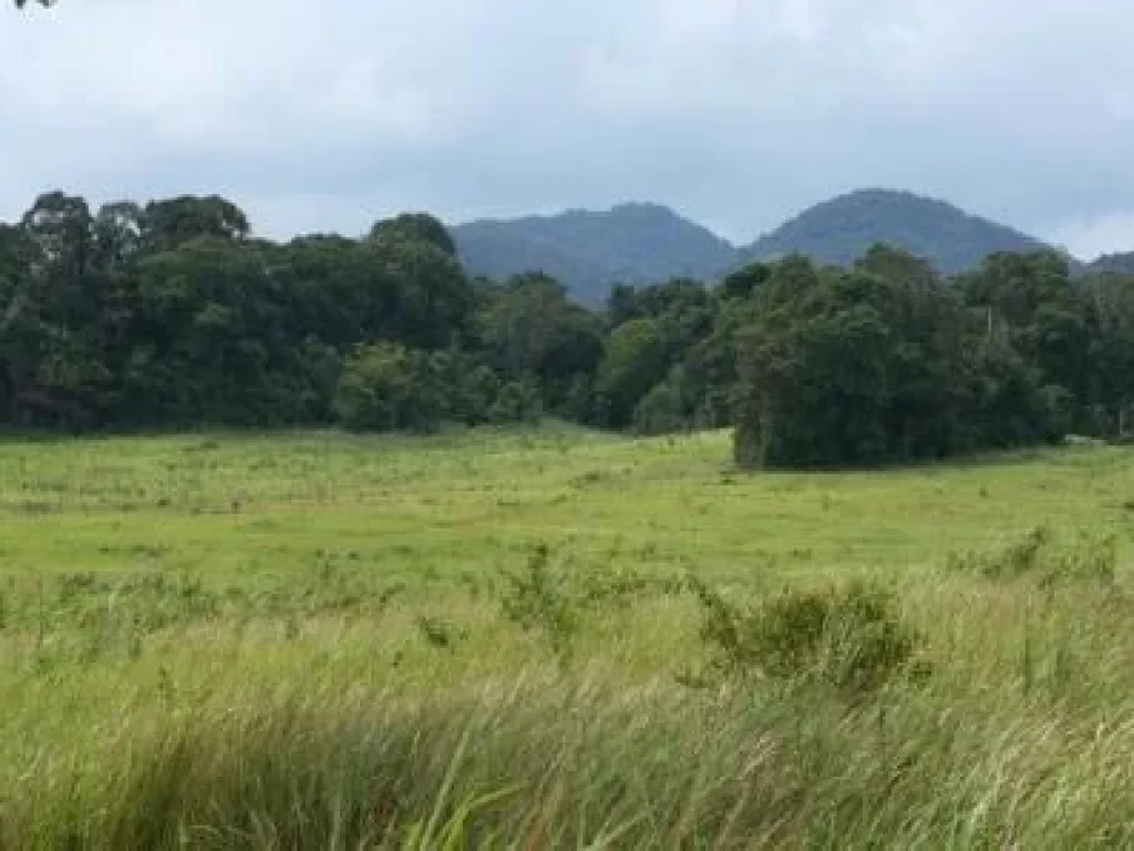 ขายที่ดินติดเขาใหญ่ สวยที่สุดในปราจีนบุรี