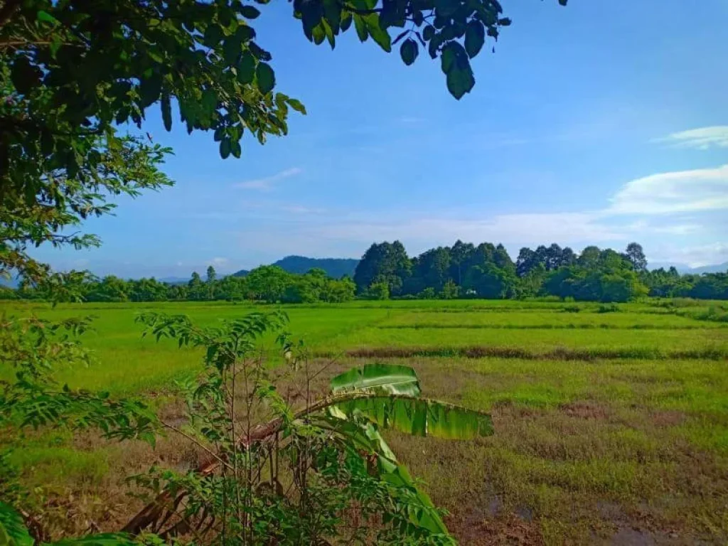 ที่ดินติดถนน ทางขึ้นเขาใหญ่ วิวสวย หน้ากว้างสวย