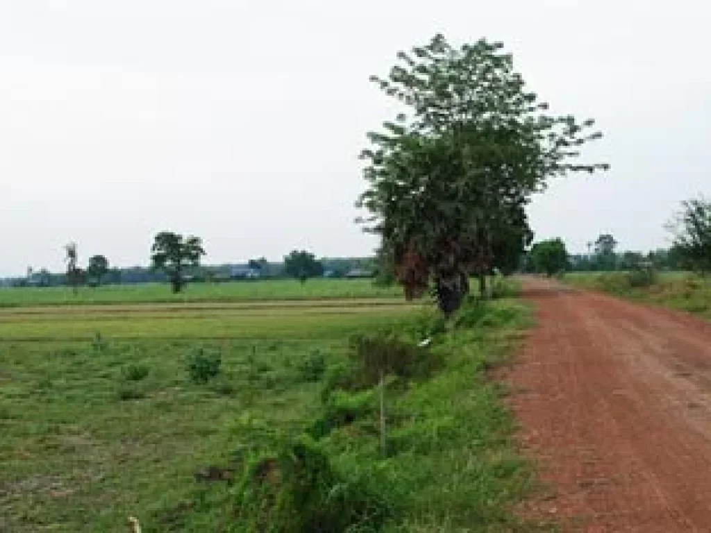 ขายที่ดินศรีเทพ 12 ไร่ เศษ โฉนด แยกจากถนนสาย 2219 ประมาณ 3 กิโลเมตร ที่ติดทางลูกรังหน้ากว้างกว่า 300 เมตร