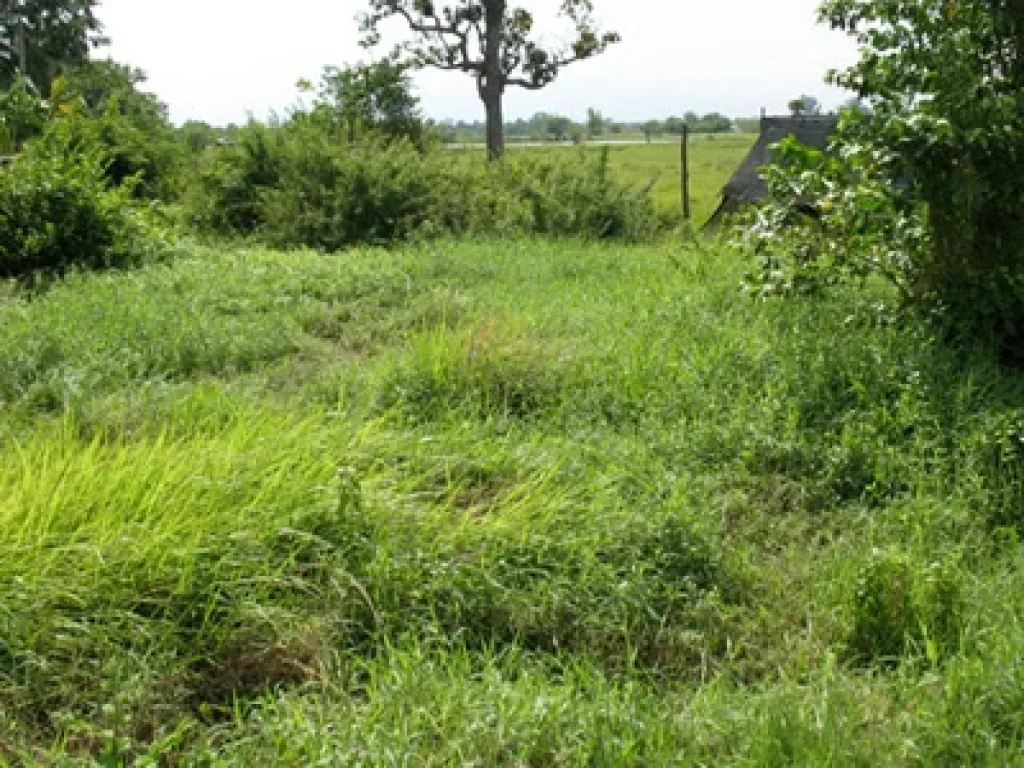 ที่ดิน 68 ไร่ ติดถนนหลวง อุดร-หนองคาย ห่างจาก 4 แยกรังสินาไม่เกิน 12 กม