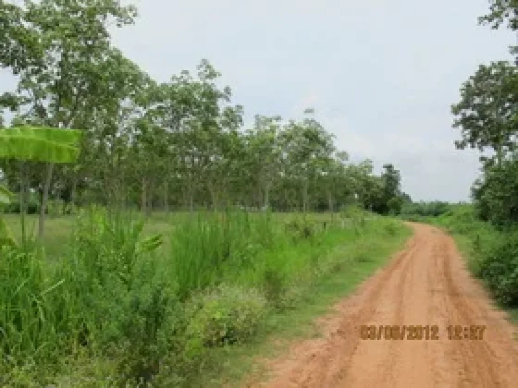 CL296_ที่ดินพร้อมสวนยางพาราขอนแก่น LEK214 ขายที่ดินพร้อมสวนยางพาราโฉนดอายุ 5 ปี อำเภอเมือง จังหวัดขอนแก่น โฉนด 7-3-80 ไร่