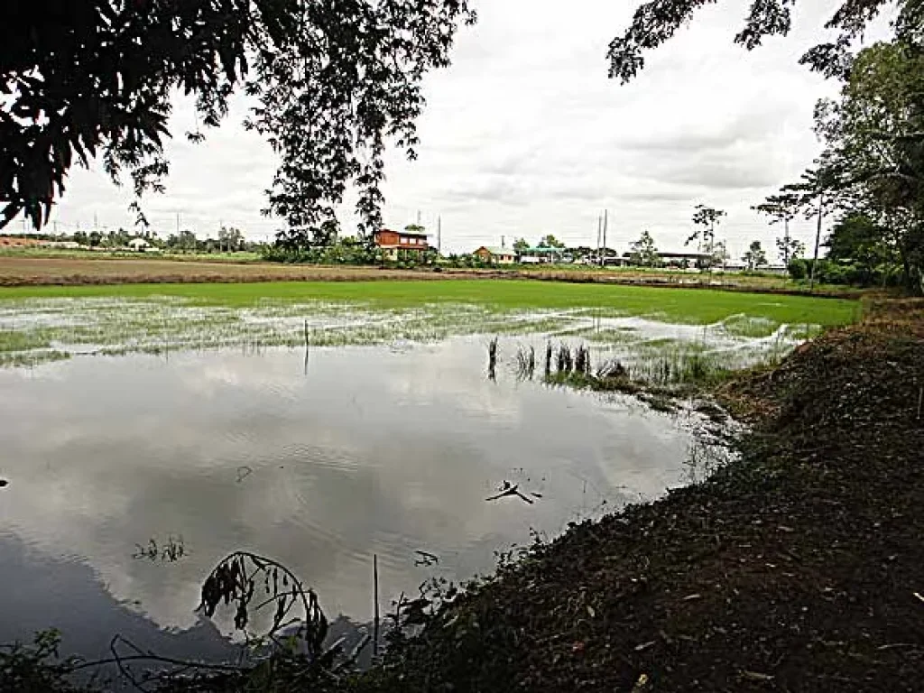 ขายที่ดิน 3 ไร่ 2 งาน ตรงข้ามด่านตราชั่ง บ้านกร่าง พิษณุโลก