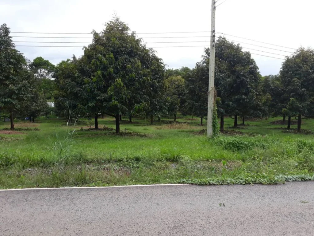 ขายสวนทุเรียนเต็มพื้นที่ ที่ดินเนื้อที่ 96 ไร่ Sell durian garden full area Land area 96 ra