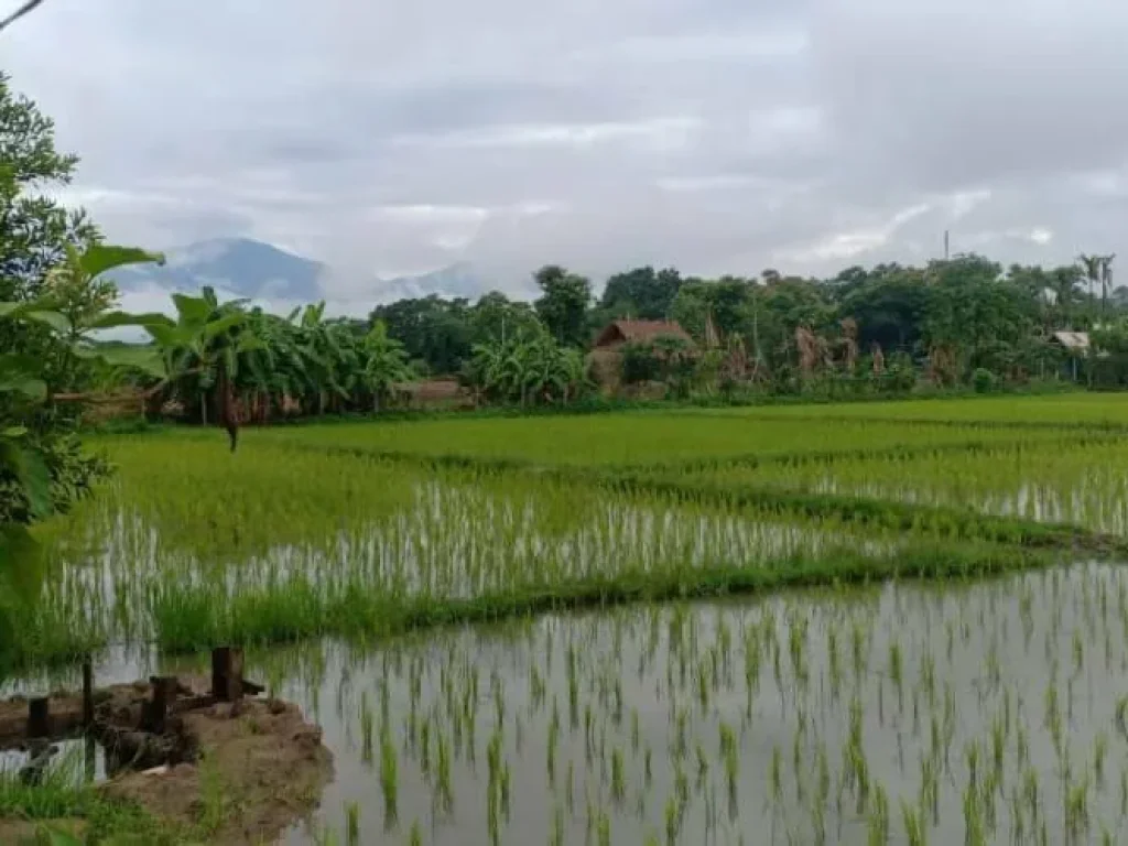 ขายที่ดินวิวดอย ทุ่งนา สันโป่ง แม่ริม เชียงใหม่