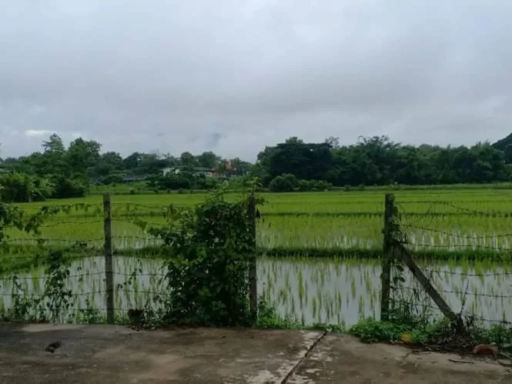 ขายที่ดินวิวดอย ทุ่งนา สันโป่ง แม่ริม เชียงใหม่