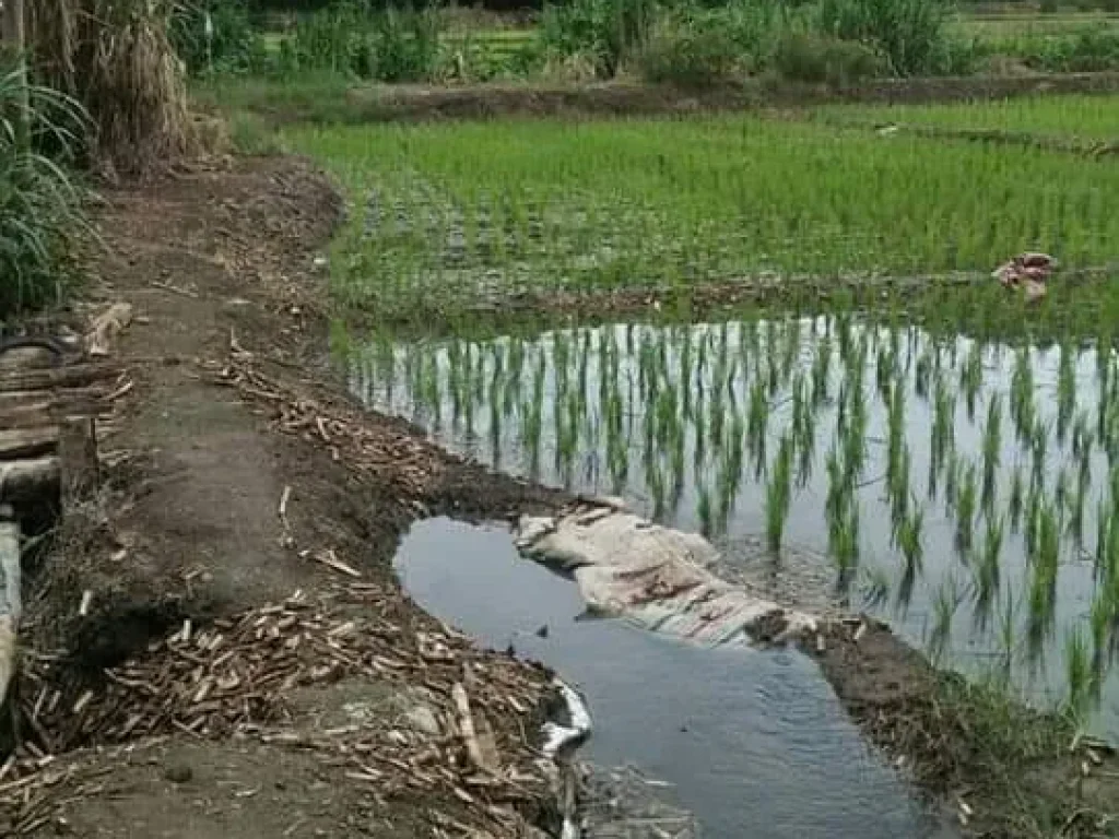 ขายที่ดินวิวดอย วิวภูเขา สะเมิง เชียงใหม่