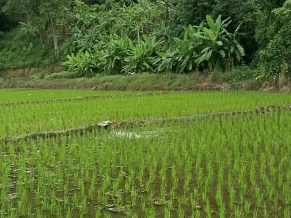 ขายที่ดินวิวดอย วิวภูเขา สะเมิง เชียงใหม่