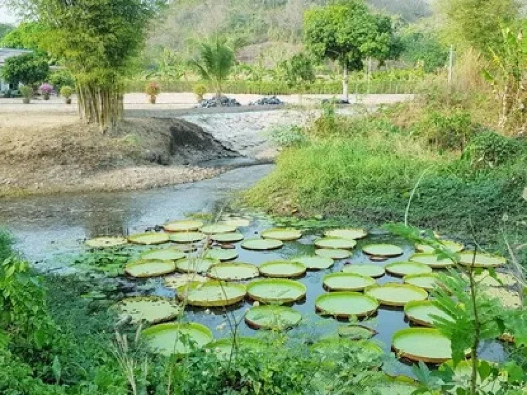 ขายที่สวยวิวเขา ติดคลองธรรมชาติ แบบฟรีโอน เนื้อที่ 11 ไร่ 77 ตรว ตชะอม อแก่งคอย จสระบุรี