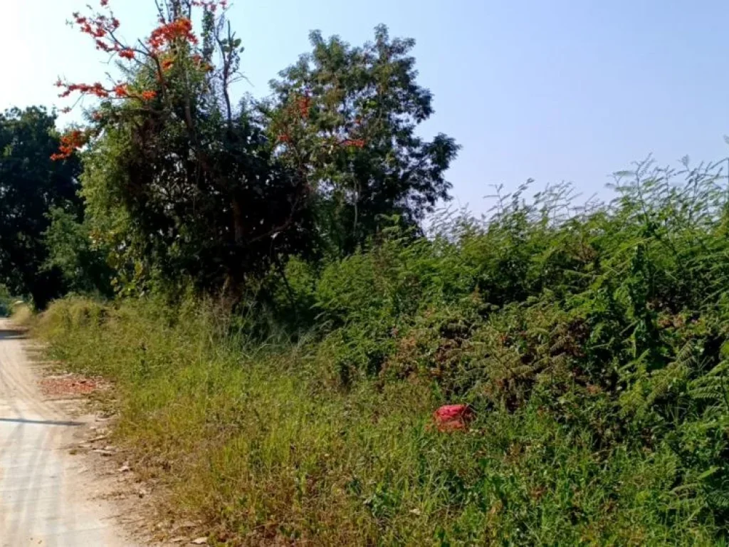 ขายที่ดินติดถนนคอนกรีต บ้านมอญเรือนแพ 1 ห่างถนนหลัก 300 เมตร