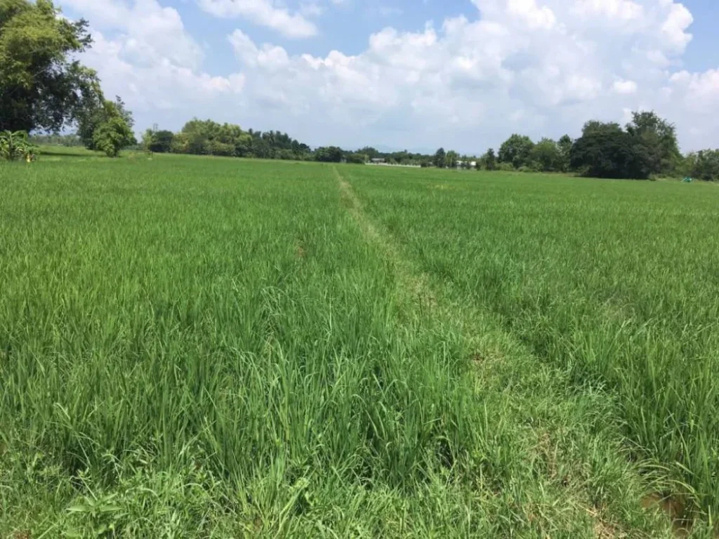 ขายที่ดินห่างท่ารั้ว 3 km สันปูเลยดอยสะเก็ตเชียงใหม่