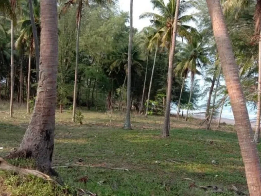 ขายที่ดินติดหาดทะเล 9 ไร่ บางสะพานน้อย ประจวบฯ ใกล้เขาทะลุ