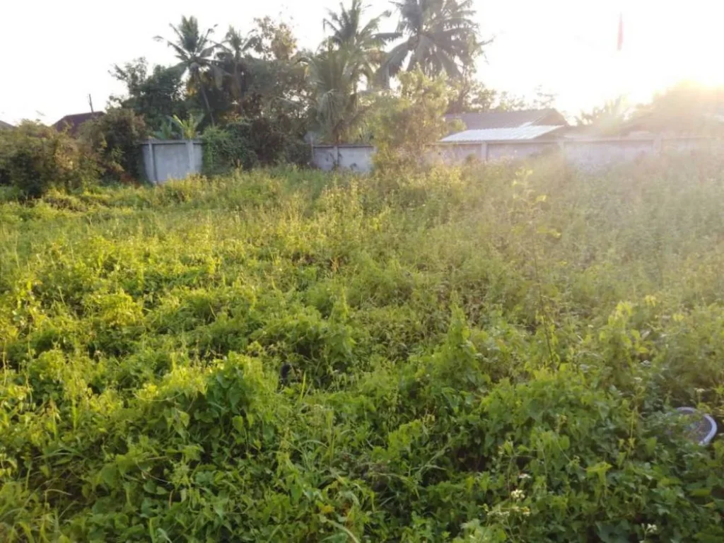 ขายที่ดินสันพระเนตร สันทราย เชียงใหม่