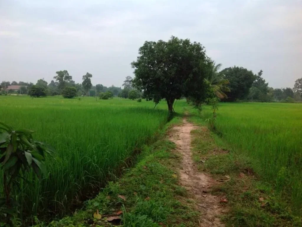 ขายที่ดิน 32 ไร่ ติดถนนสี่เลน ห่างจากเซ็นทรัลเพียง 2 กิโลเมตร อุบลราชธานี