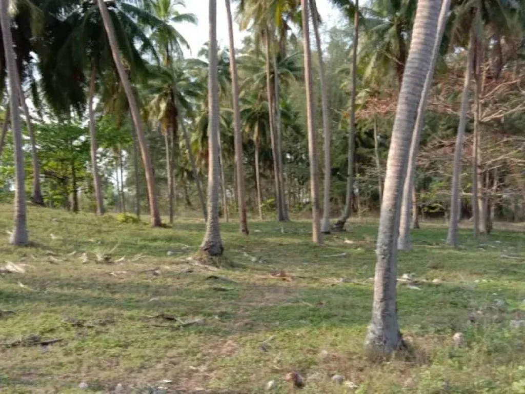 ขายที่ดินติดหาดทะเล 9 ไร่ ทำเลสวย บางสะพานน้อย ประจวบคีรีขันธ์