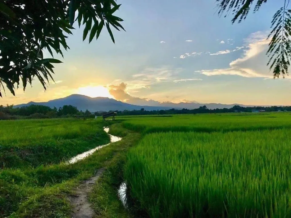 ขาย homestay resort สวย สงบ ร่มรื่น แวดล้อมไปด้วยธรรมชาติที่ยังคงความงดงามของเชียงใหม่ ตั้งอยู่ในพื้นที่ตำบลสันโป่ง อำเภอแม่ริม จังหวัดเชียงใหม่