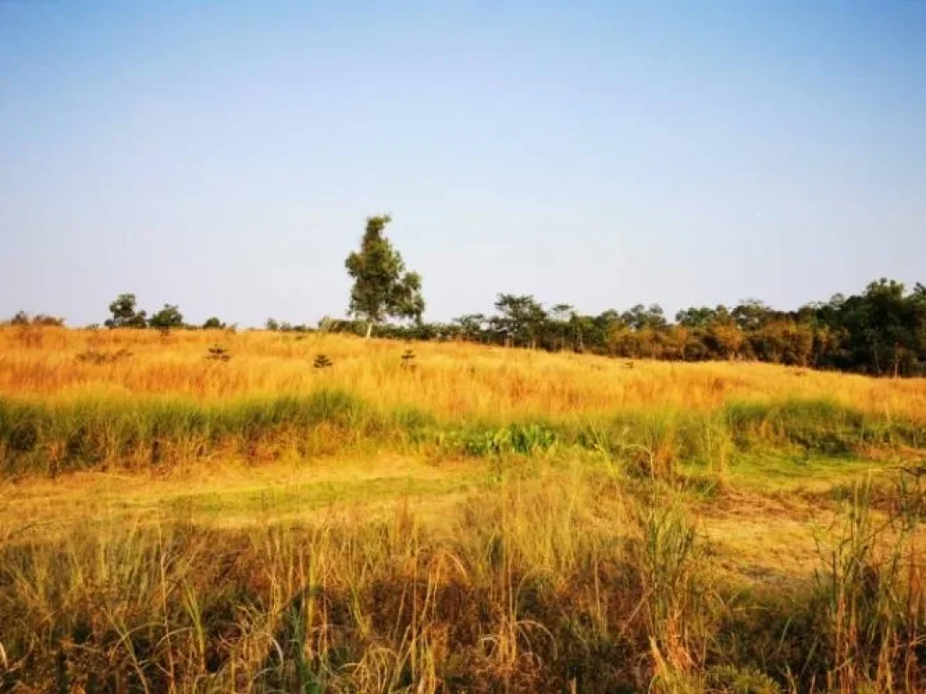 ที่ดินเขาค้อ KhaoKho Land ที่ดิน แบ่งขาย เขาค้อ เพชรบูรณ์ แปลงสวย วิวทะเลหมอก บรรยากาศดี