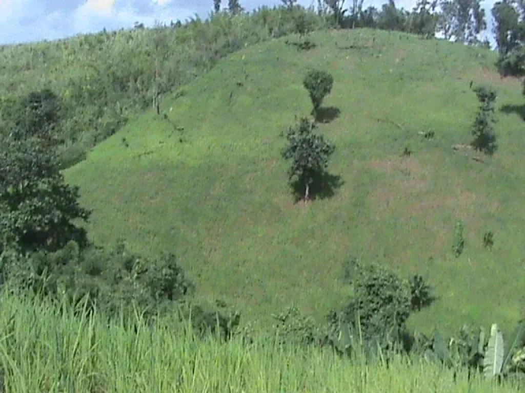 ขายที่ดินเพื่อการเกษตร ตตับเต่า