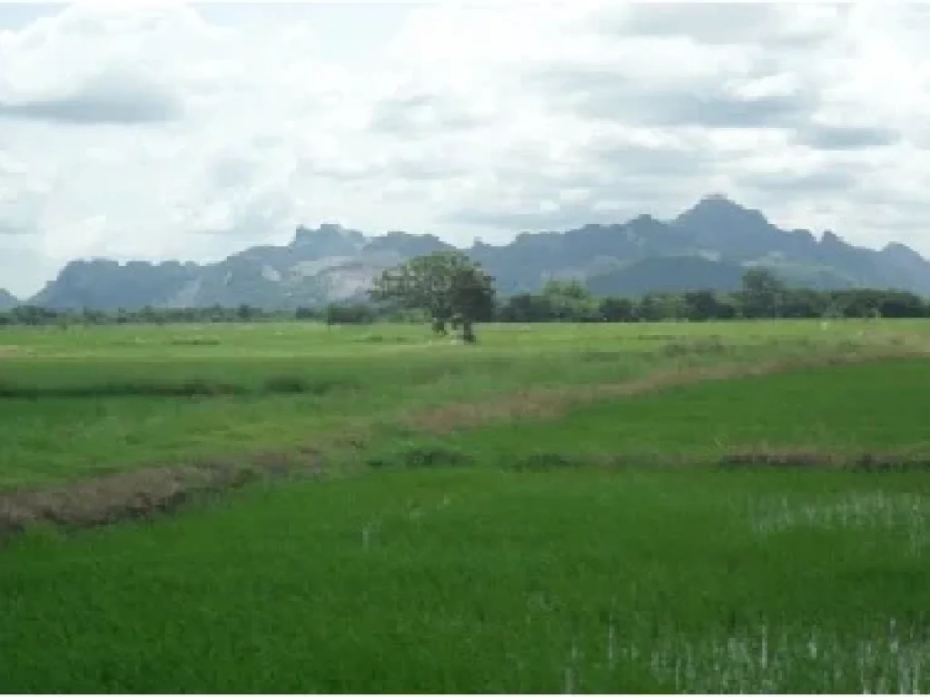 ขายที่ดิน 300 ไร่ อำเภอ หนองโดน จังหวัดสระบุรี