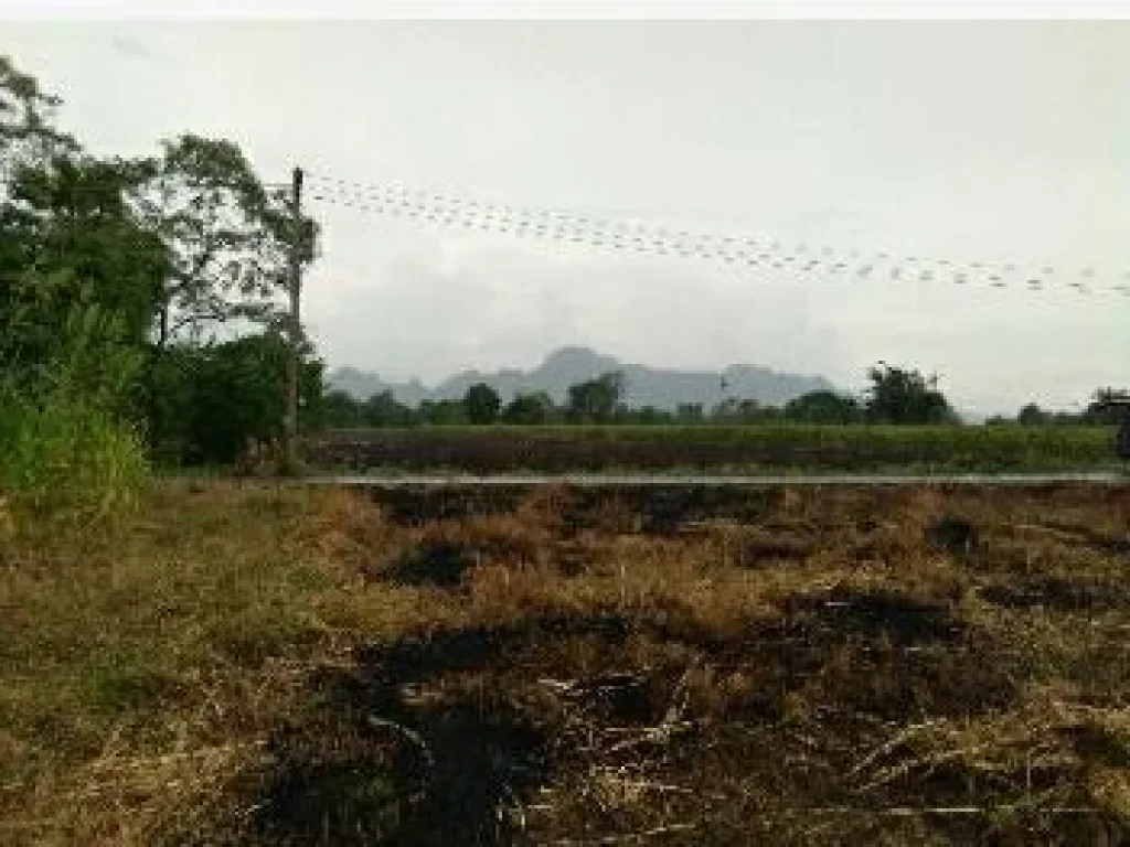 ขายที่ดิน1 ไร่ ด้านหน้าติดถนนลาดยาง มีไฟฟ้าประปา ไม่ไกลจากถนนใหญ่ อยู่ใกล้อบตหนองบัว