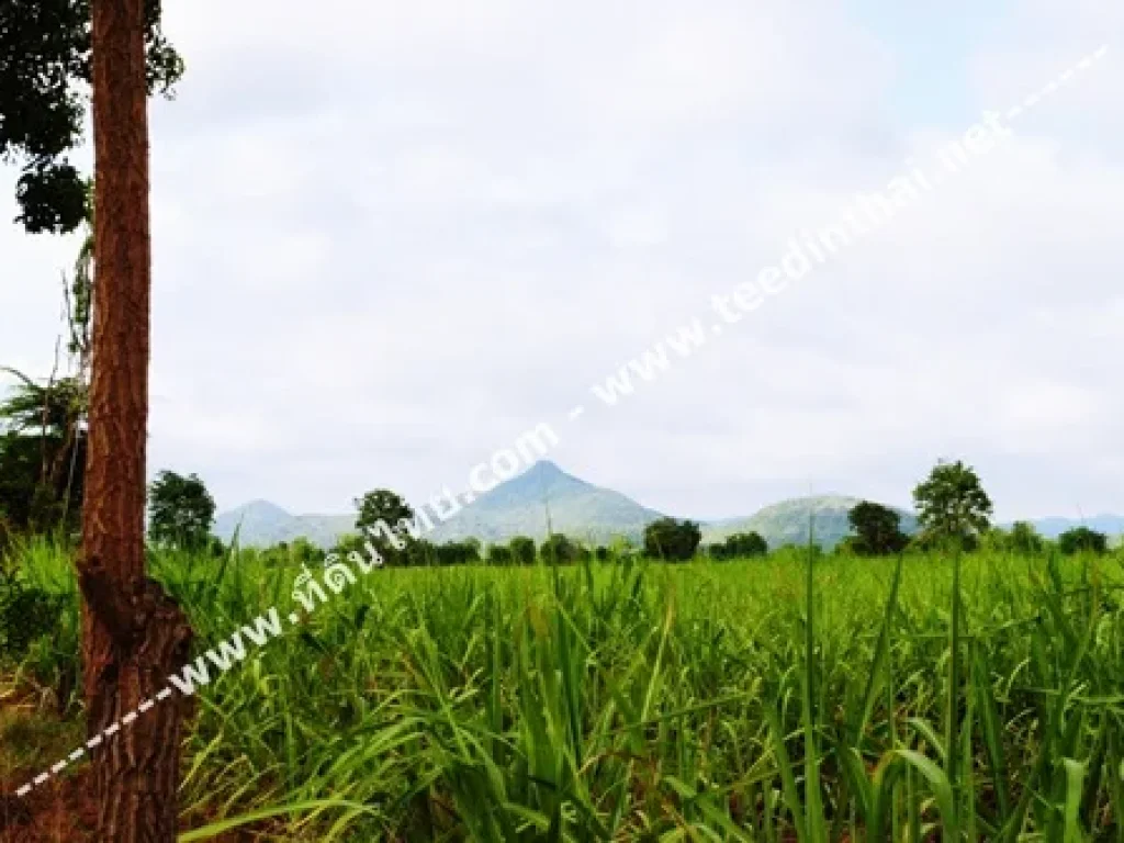 ขายด่วนที่ดิน เนื้อที่ 500 ไร่เศษ โฉนด ที่ตสระกรวด อศรีเทพ จเพชรบูรณ์ รหัส 1009