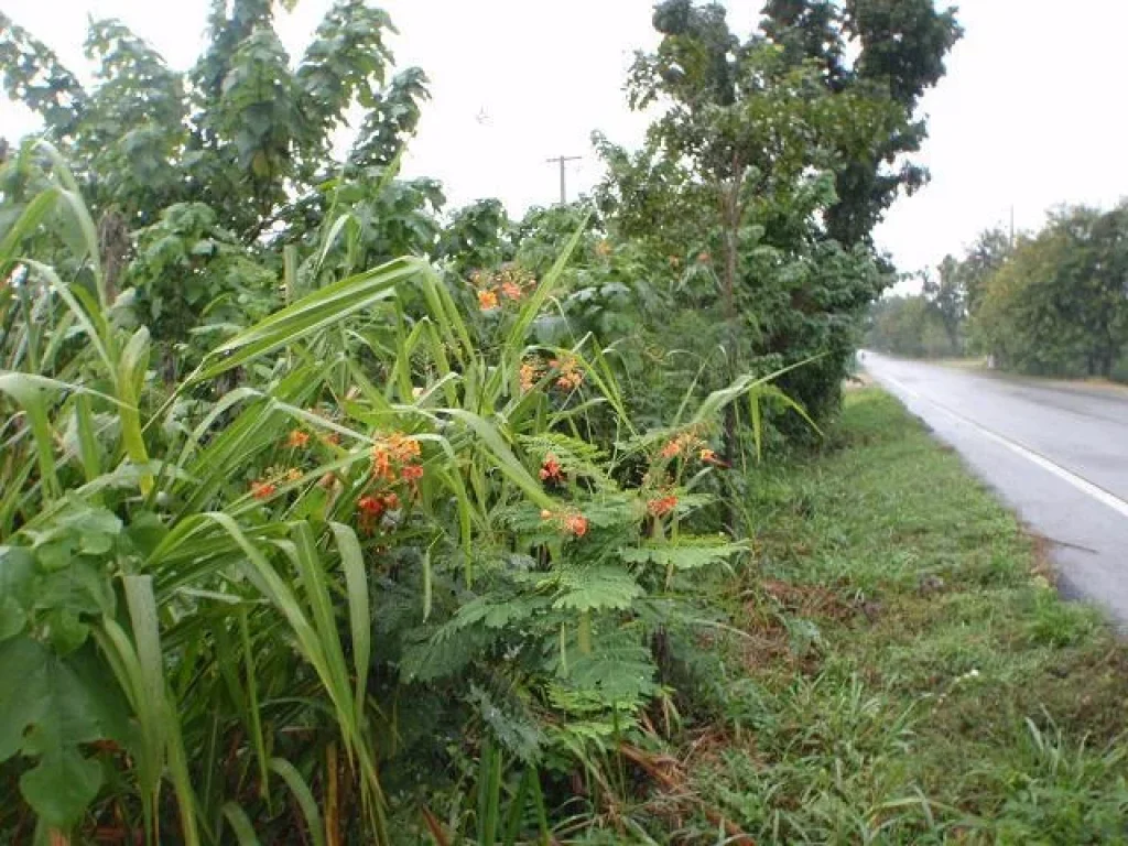 ที่ดิน นส3ก ขนาด 58 ไร่ ติดถนนทางหลวงสายน้ำพุ-ชัฏป่าหวาย