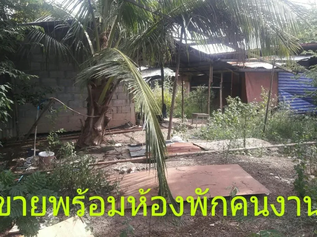 ที่ดิน 100 ตรว พร้อมห้องพักคนงาน ห่างถนนไทรน้อย 100 ม