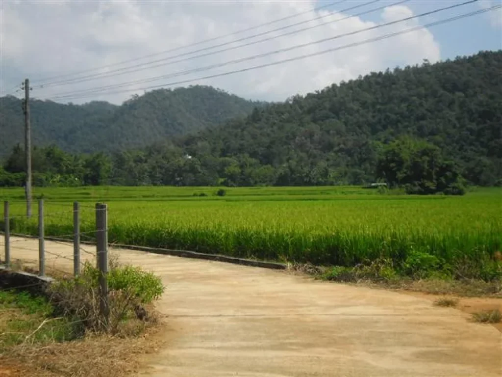 ที่ดิน300ตรว อดอยสะเก็ด จเชียงใหม่ อากาศดี มีลำธาร วิวสวยมาก