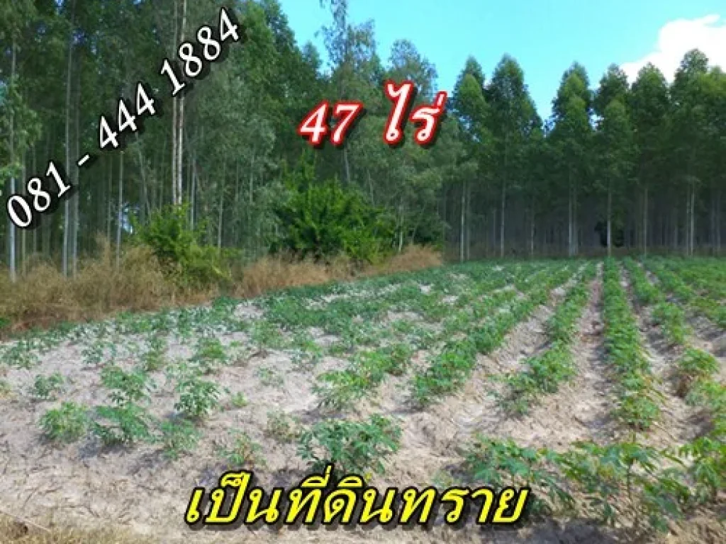 ขายที่ดิน จชลบุรี 47 ไร่ 280000 บาท ถลาดยาง ไฟ 3 เฟส สร้างโรงงาน หรือขุดทรายขายได้