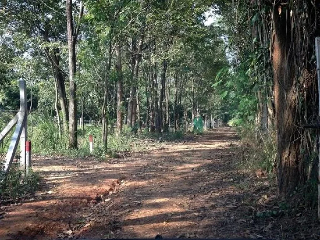 ขายที่ดิน 195 ตรว หน้ารรสารสาสน์วิเทศ นครราชสีมา ใกล้ มทส ประตู 1