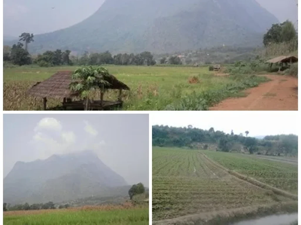 ขายที่ดิน วิวดอยหลวง อเชียงดาว