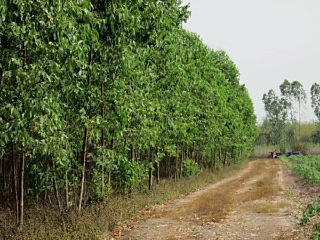 ขายที่ดินพร้อมยูคาตอสอง บ้านวังตะเคียน