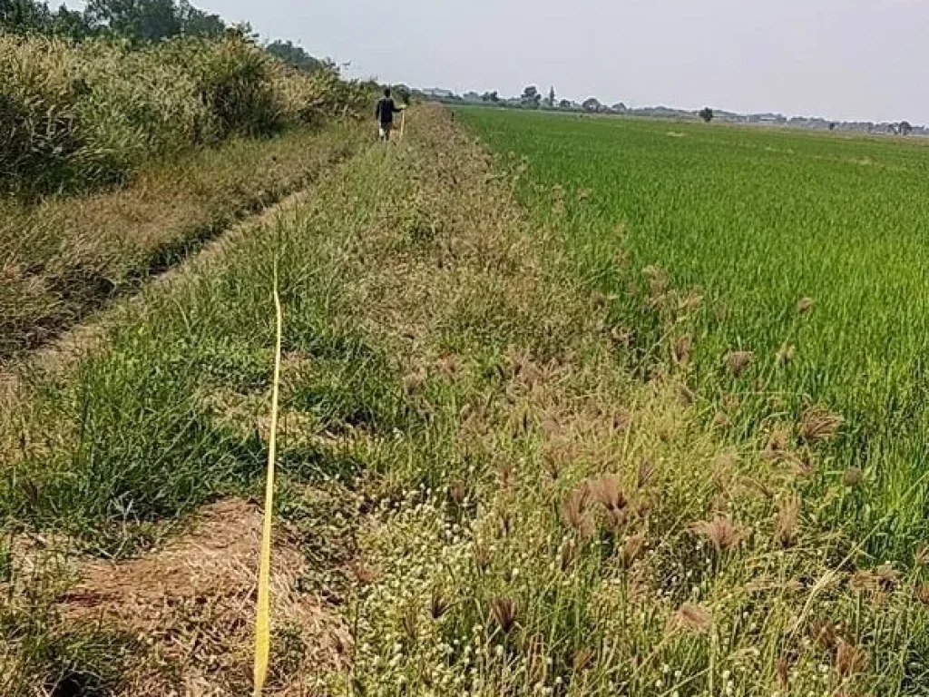 ขาย ที่ดิน คลอง10 ลำลูกกา สวยมาก ขนาด 200 ตรว เป็นที่นาสวย บรรยากาศดี หน้ากว้าง เหมาะปลูกบ้าน ทำการเกษตร