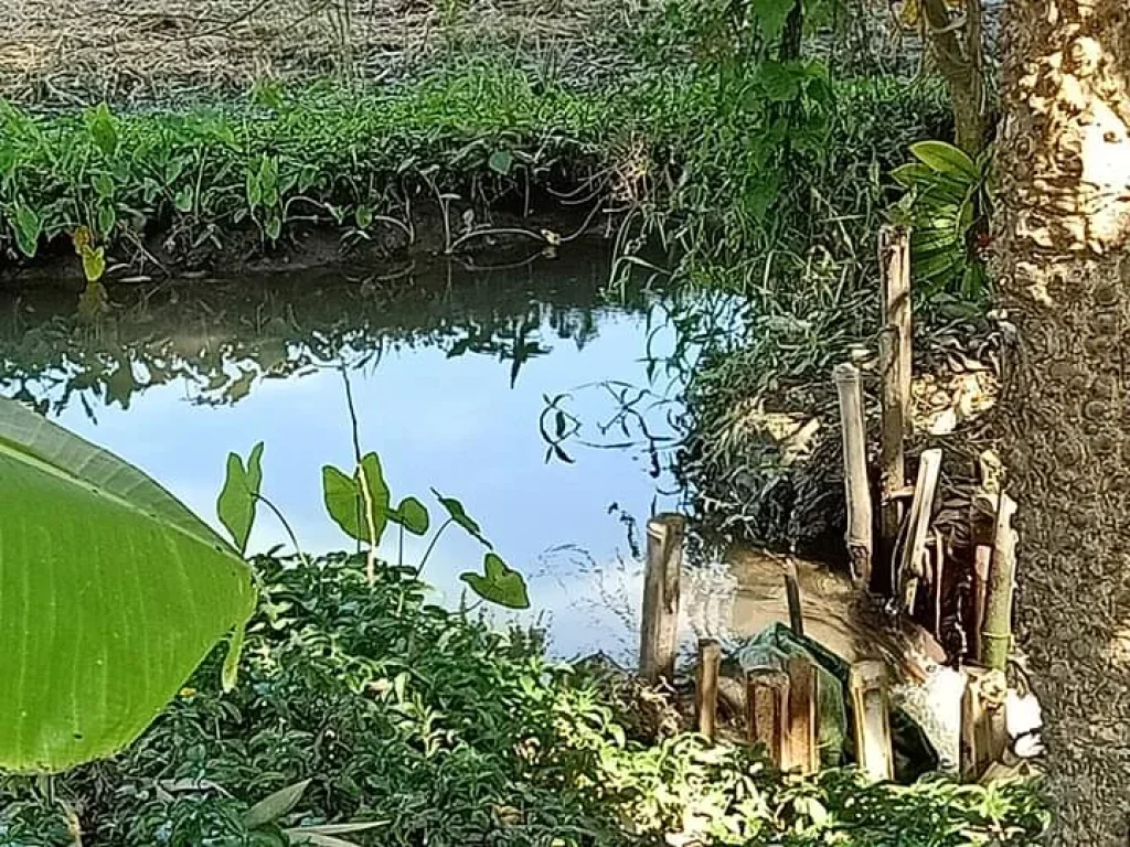 ขายที่สวนบ้านแม สันป่าตอง เชียงใหม่