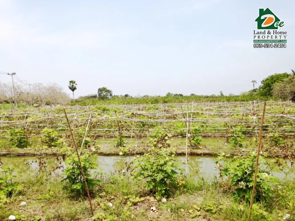 ขายที่ดินพร้อมสวน 10ไร่ ติดถนนติดคลอง บางระกำ นครชัยศรี นครปฐม LA0045