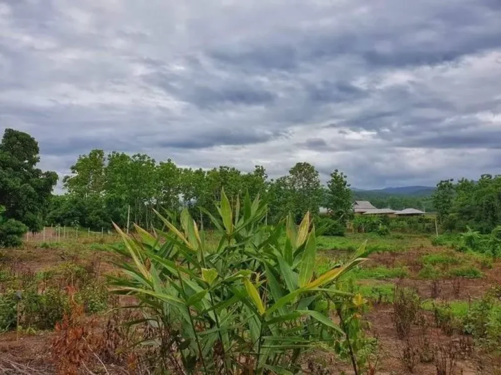 ขายที่ดินห้วยทรายแม่ริม วิวดอย แม่ริม เชียงใหม่