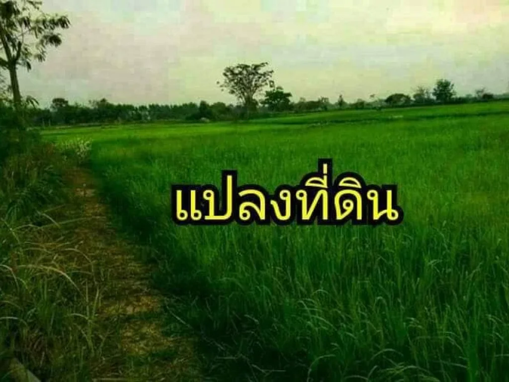 ขายที่ดินแปลงสวย ทำเลดี ดินและน้ำอุดมสมบูรณ์ เหมาะสำหรับสร้างบ้าน ทำไร่นาสวนผสม บรรยากาศดี ใกล้สถานที่ราชการหลายแห่ง