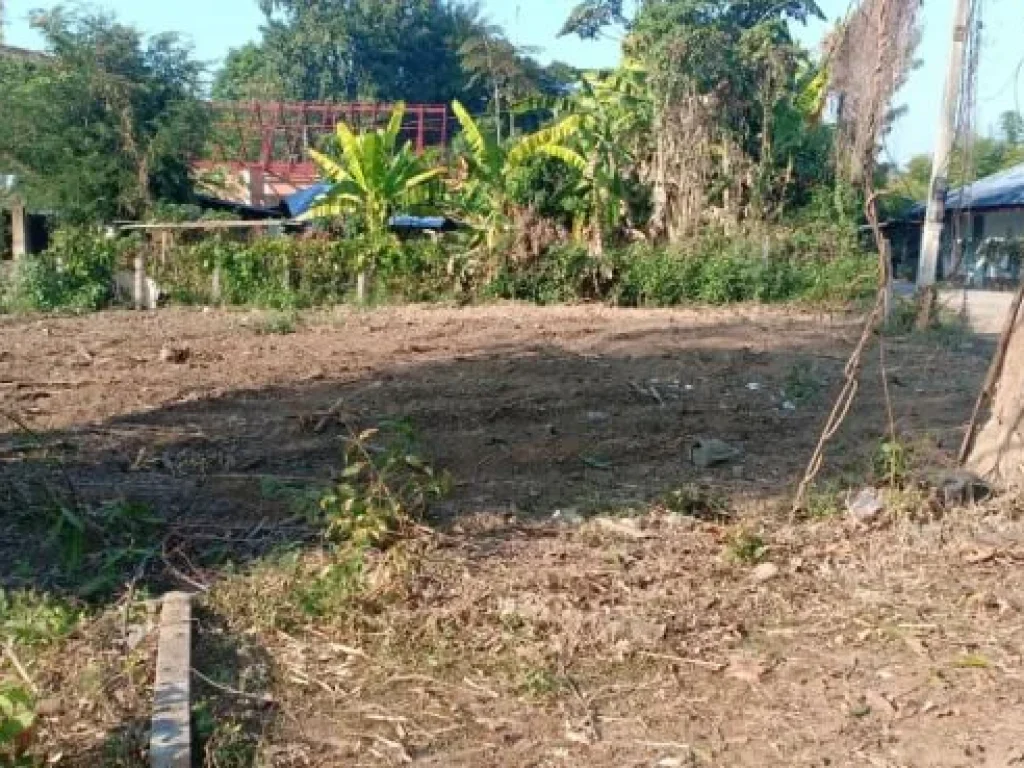 ขายที่ดินบ้านหนองเขียว แม่ริม เชียงใหม่