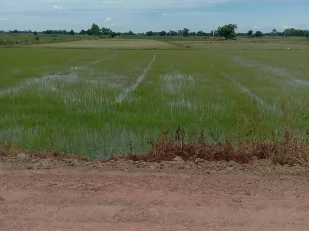 ขายที่ดิน การเกษตร 28ไร่ ติดถนนหลวงชนบท และคลองชลประทาน