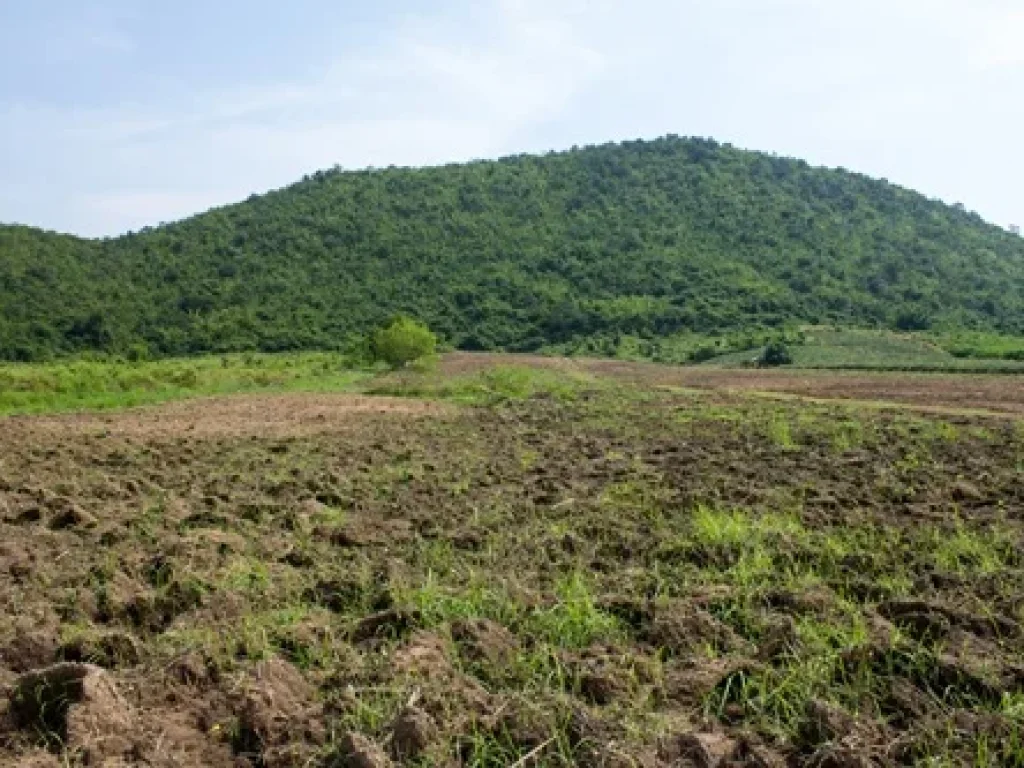 ขายที่ดิน80ไร่เป็นโฉนด ทำเลดี ราคาถูก อยู่ตำบลกลัดหลวง อำเภอท่ายาง จเพชรบุรี