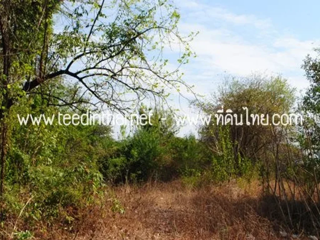 ขายที่ดิน 12 ไร่ โฉนด ตวังเพลิง อโคกสำโรง จลพบุรี รหัส 1326