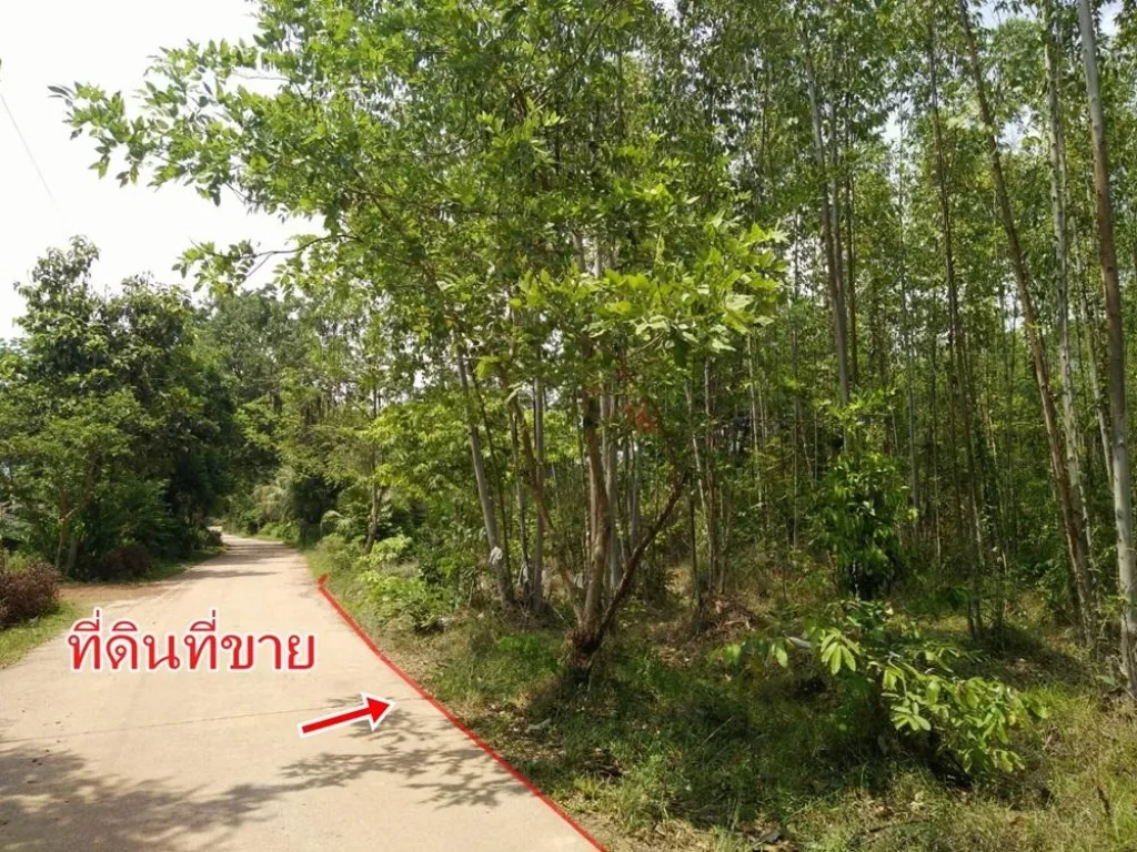 ขายที่ดินโฉนดติดถนน ใกล้น้ำตกใกล้อุทยานเขาใหญ่ปราจีนฯ น้ำไฟถึงที่