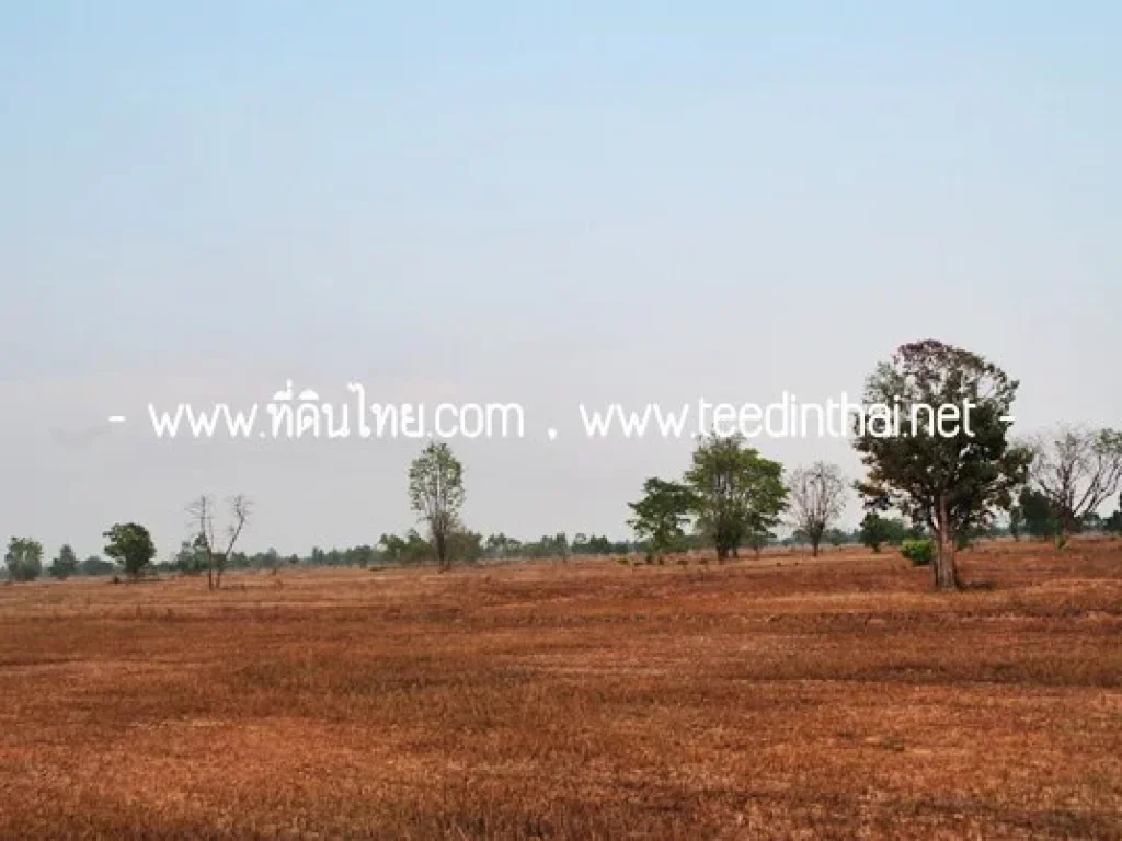 ขายที่ดิน 40 ไร่เศษ โฉนด ตนาสนุ่น อศรีเทพ จเพชรบูรณ์ รหัส 1380