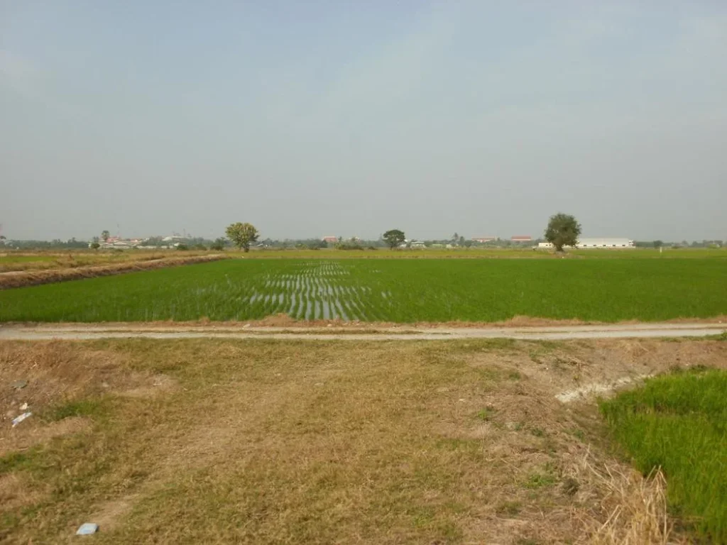 ขายที่ดิน 15 ไร่ ตำบลดอนกำยาน อำเภอเมืองสุพรรณบุรี จังหวัดสุพรรณบุรี