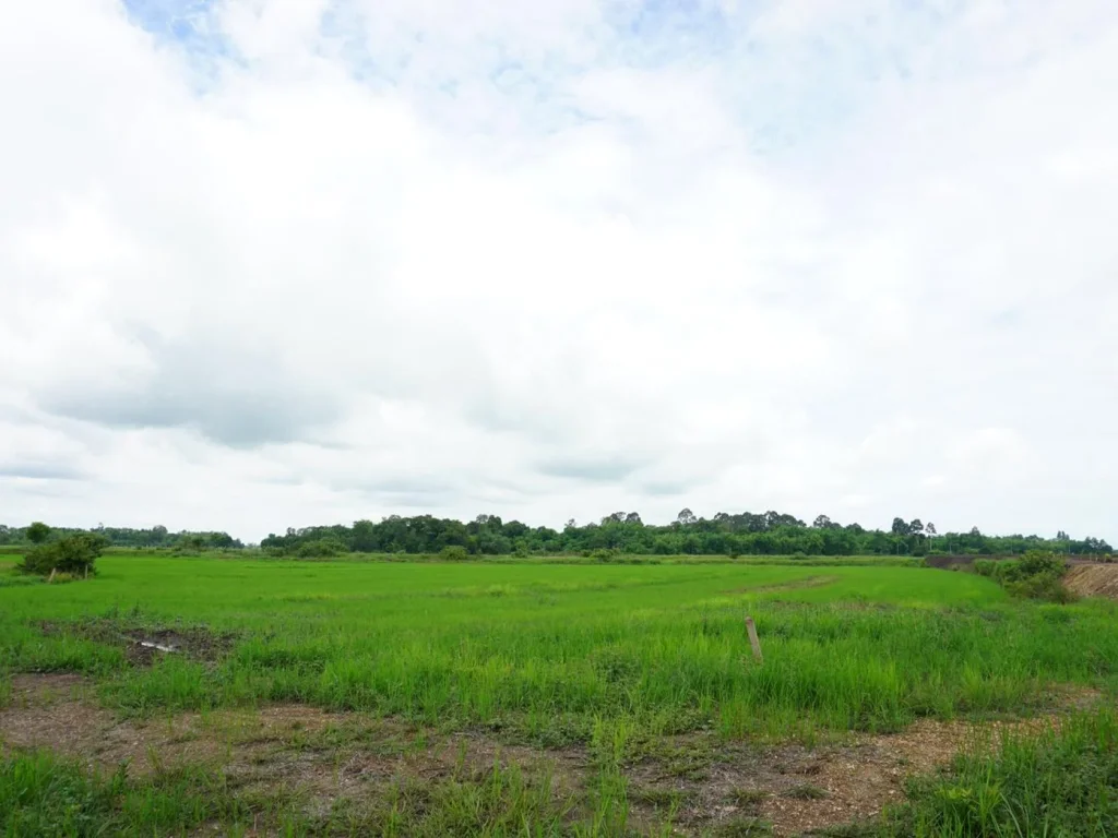 ขายที่ดิน เหมาะทำเกษตร 13 ไร่ อประจันตคาม จปราจีนบุรี