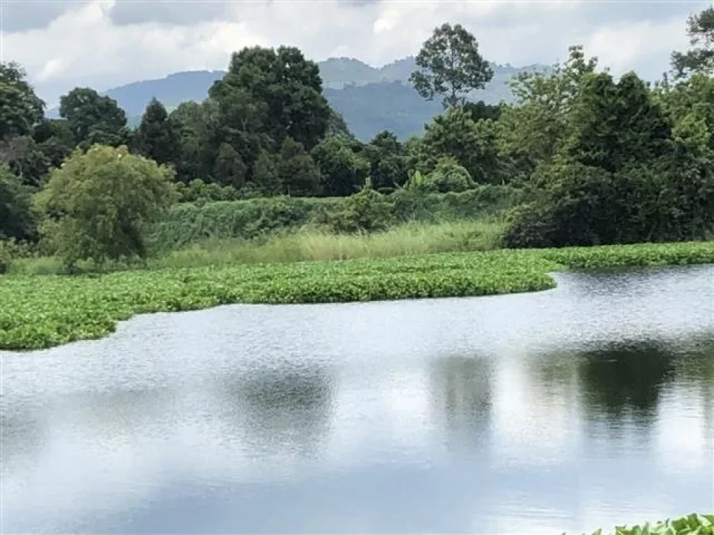 ที่ดิน ติดน้ำไม้ใหญ่ วิวเขา ราคาถูก โฉนด