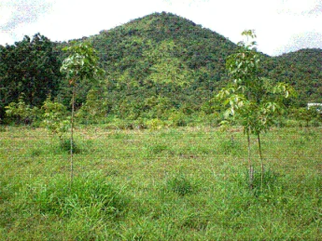 ขายที่ดินสวย ด้านหลังติดภูเขา อากาศดี