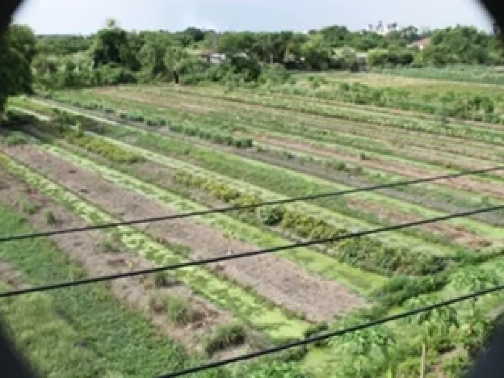 ขายที่ดิน 11 ไร่ ติดทางด่วนเชียงรากธรรมศาสตร์ ห่างธรรมศาสตร์