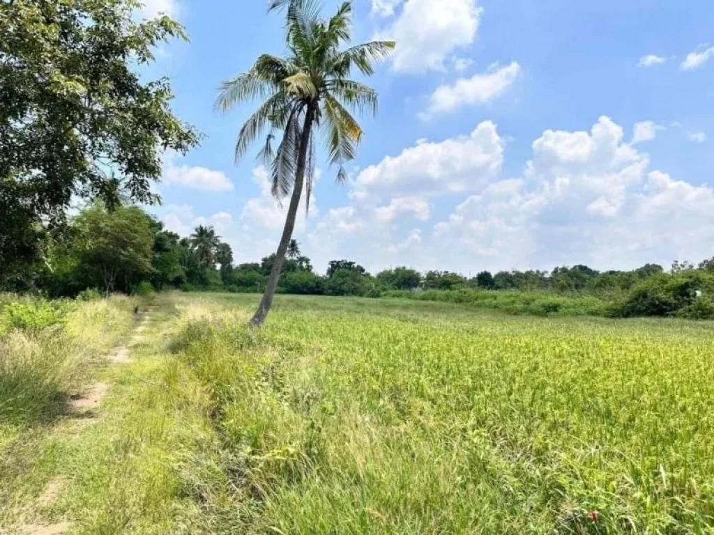 ขายที่ดิน ต่ำกว่าราคาประเมิณ ติดถนนลาดยาง ไทรน้อย นนทบุรี