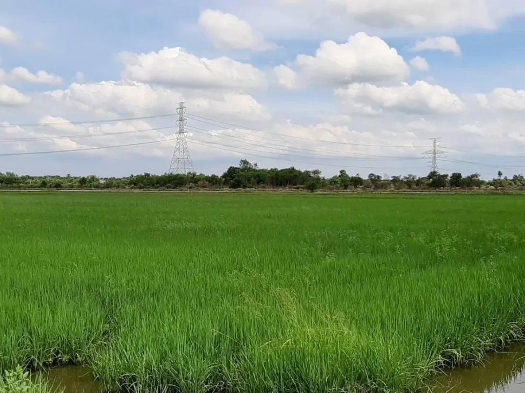 ขายที่ดินเปล่า ติดถนนองค์การบริหารส่วนจังหวัด ไทรน้อย