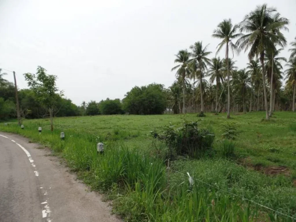 ขายที่ดิน59ไร่ราม 20ล้านบาทเป็นสวนมะพร้าวติดถนนลาดยางไฟฟ้าน้ำสะดวกตอ่างทองอทับสะแกจประจวบคีรีขันธ์